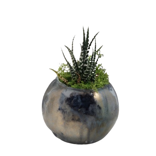Buba Design - Pianta Grassa