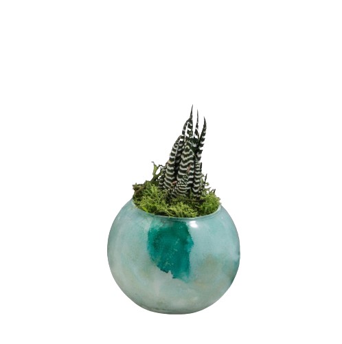 Buba Design - Pianta Grassa