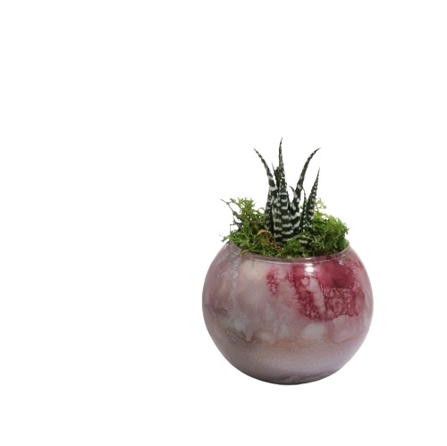 Buba Design - Pianta Grassa