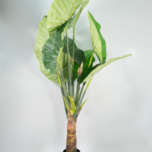 Alocasia in vaso