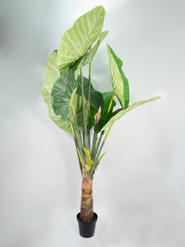 Alocasia in vaso