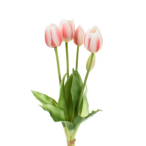 EDG - Tulipani