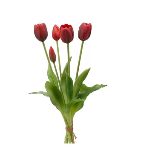EDG – Tulipani