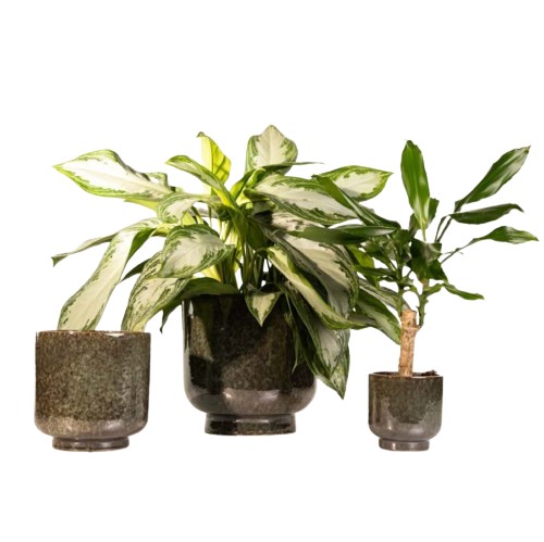 Petite Fantasie - Set Caspò