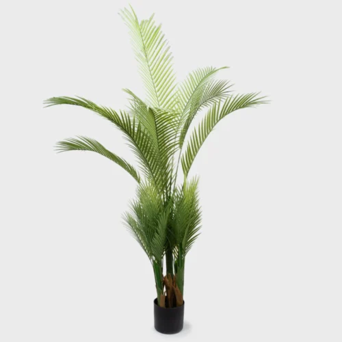 Phoenix Palm