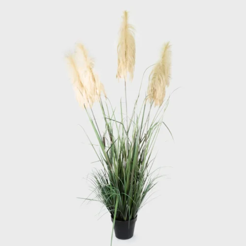 Miscanthus Sinensis